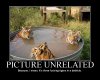 tigertub.jpg