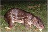 Tapirrattendingsi.jpg