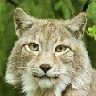 Luchs